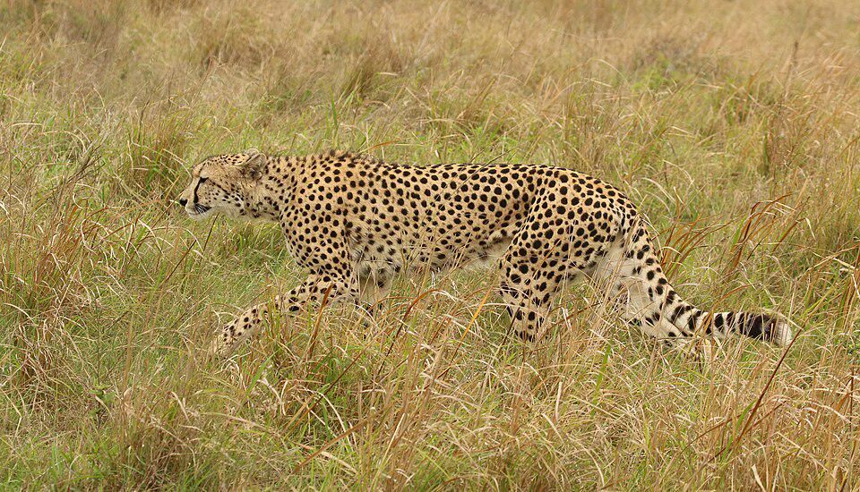 Perbedaan Cheetah Asia dan Afrika