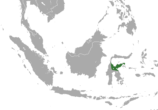 5 Fakta Menarik Tarsius Dian, Primata Khas Indonesia!