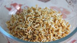 Pria Wajib Coba! Manfaat Toge untuk Kesehatan dan Kesuburan