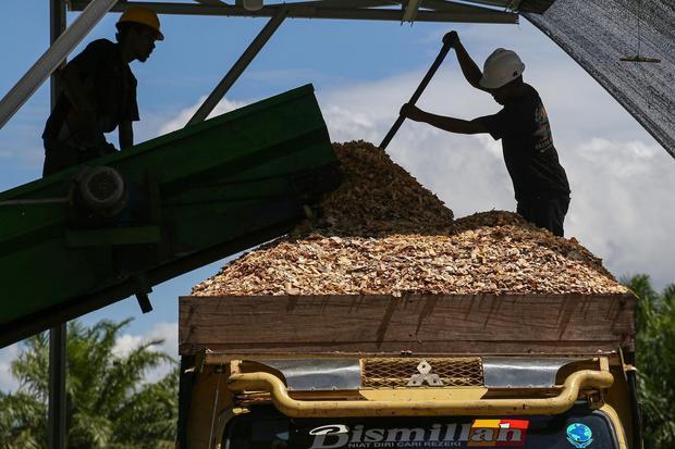 Biomassa Kayu: Solusi Energi Bersih atau Ancaman Deforestasi?