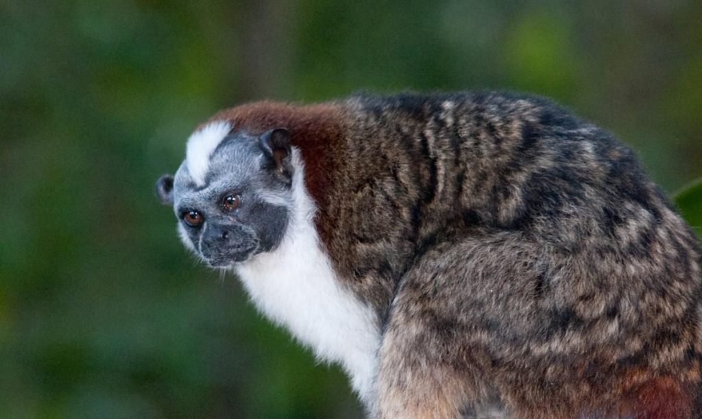 6 Fakta Menarik Geoffroy’s Tamarin, Rambut Mohawk yang Membuatnya Beda!
