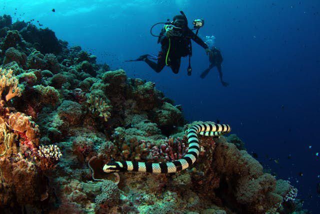9 Bahaya yang Membahayakan Laut, Wajib Diketahui!