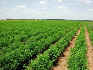 Climate not behind agri-sector fall