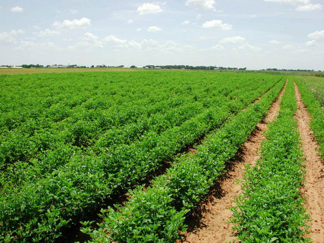 Climate not behind agri-sector fall